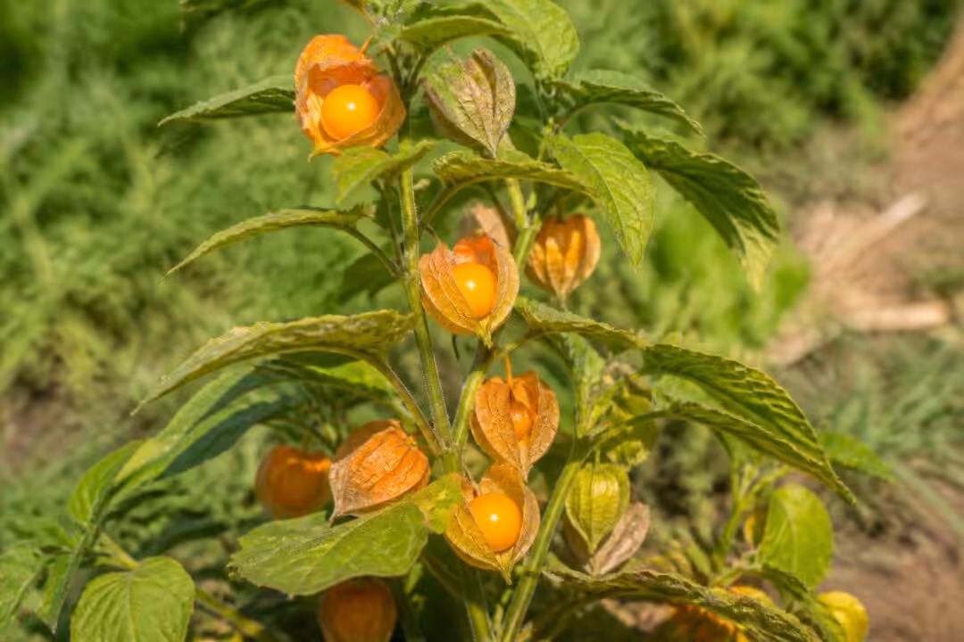 découvrez si la physalis est une plante toxique ou comestible, ses usages, et ses bienfaits pour votre santé.