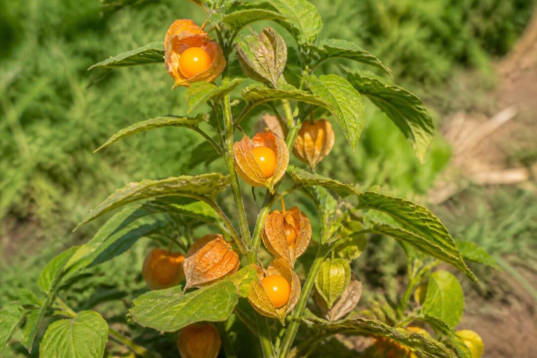 découvrez si la physalis est une plante toxique ou comestible, ses usages, et ses bienfaits pour votre santé.