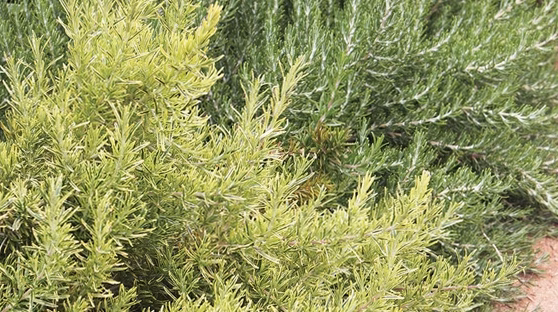 Sauge officinale : une aromatique aux nombreuses vertus